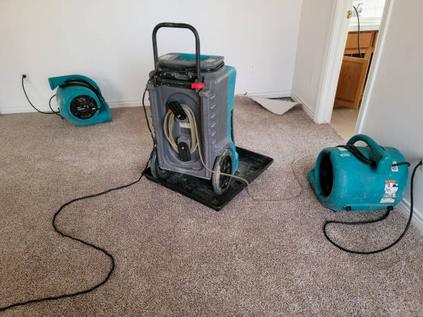 Best Mold removal after water damage  in Puxico, MO